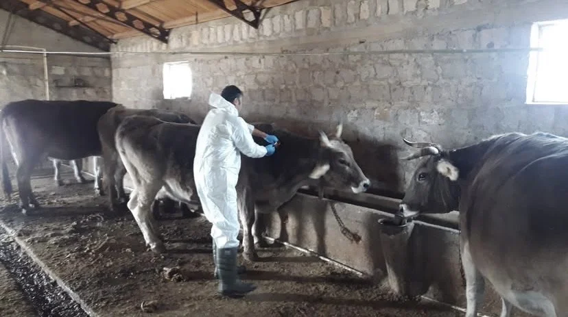 Sivas’ta Büyükbaş Hayvanlarda Rapel Aşılama Başladı Sivas’ta Büyükbaş Hayvanlarda Rapel Aşılama Başladı