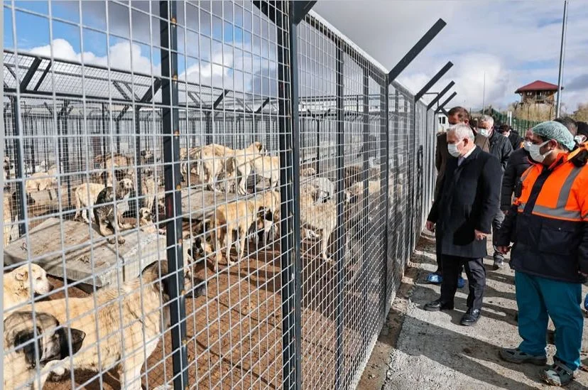 Vali Şimşek’ten Meraküm Hayvan Merkezine Yerinde İnceleme Vali Şimşek’ten Meraküm Hayvan Merkezine Yerinde İnceleme